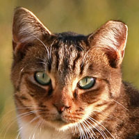EarTipped Feral Cat