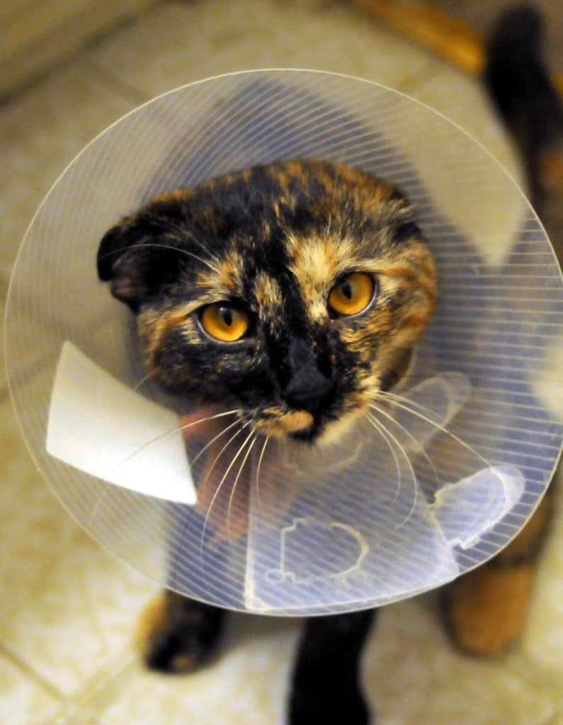 Cat after surgery