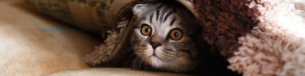 cat under blanket