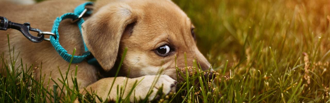 puppy in grass
